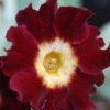 Auricula Old Clove Red - Abriachan Nurseries